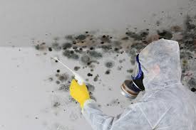 Mold Remediation for Vacation Homes in River Forest, IL